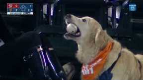 This adorable dog retrieves Francisco Lindor's home run ball | MLB on ESPN
