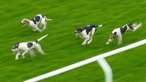 Incredible scenes at Carlisle! Hounds jump to it in trail race and produce epic finish - Racing TV