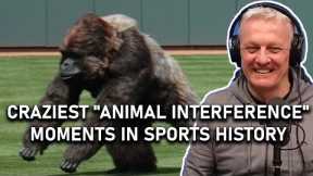 Craziest Animal Interference Moments in Sports History REACTION | OFFICE BLOKES REACT!!