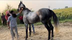 🔴 LIVE HORSE RACING - BARUNDI (Ludhiana) -TRACK LENGTH -470m /  March'23 #horseracing