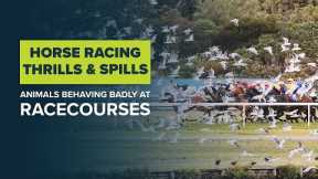 FUNNY HORSE RACING MOMENTS: Racecourse thrills & spills from the equine sport of kings | Horse fails