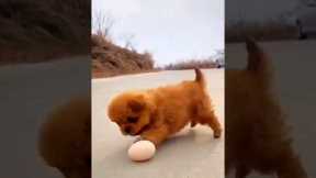 CUTE PUPPIES PLAYING SOCCER #comedy #goodvibes #funnymoments #funnyvideos #comedyshorts #shortvideo