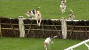 Some amazing jumps by these hounds - and a great finish too!