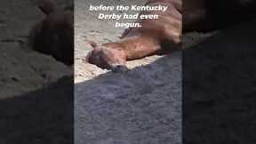 The Horse Death Toll at Churchill Downs #shortsyoutube