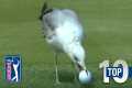 Top 10: Animal Encounters on the PGA