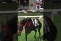 Australian Horse Killed In Hong Kong