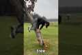 The Impossible Golf Shot