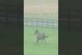 Jockey falls off horse at 40mph