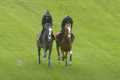 Betfred Derby 2025: contenders go