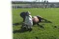 Racing horse death by accident in