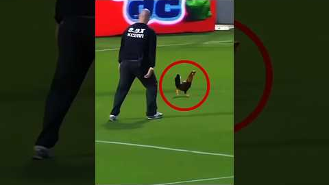 Animals moments in football #short #football #shortfeed #viralshort #pitchinvader #funnymoments #usa