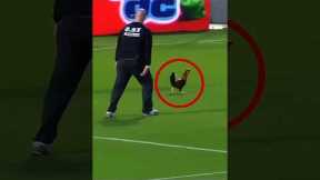 Animals moments in football #short #football #shortfeed #viralshort #pitchinvader #funnymoments #usa