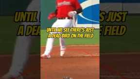 a BIRD helped him hit a home run!!! #mlb #baseball #cleveland #guardians #dingers
