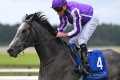 €400,000 colt DORSET looks exciting
