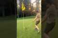 The Greatest Golf Shot off All Time