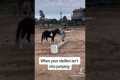 Funny horse fail video