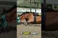 What Happens If a Racehorse Falls