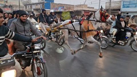 Fastest rece of Pakistan 🇵🇰 Dharkan vs Neeli patang |horse race 