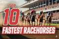 Top 10 Fastest Horses in Racing
