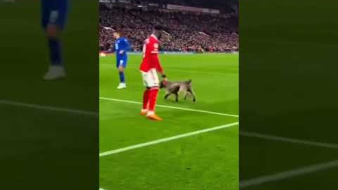 Dog Fires the Perfect Pass! 🐕⚽🔥 #football #soccer #funnymoments