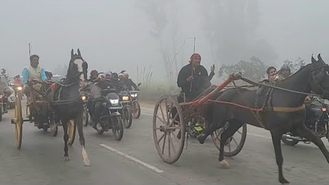 Salman Horse Race Saharanpur 7 Km. 🥇🏆🐎 #horse #horserace #horseracing 
