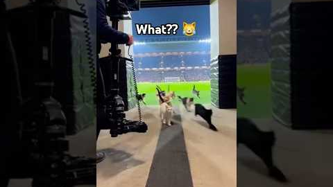 This walkout went VERY wrong 🐱⚽ #funncats #catfails #Cats
