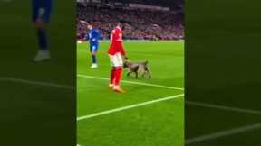 Dog Fires the Perfect Pass! 🐕⚽🔥 #football #soccer #funnymoments