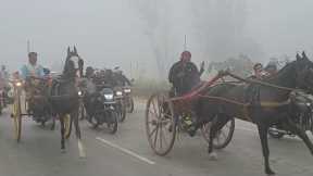 Salman Horse Race Saharanpur 7 Km. 🥇🏆🐎 #horse #horserace #horseracing 
