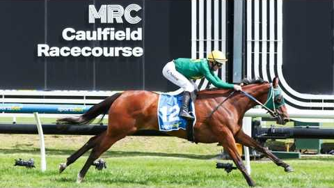 SHEZA SURE THING!? Caulfield, Morphettville - Horse Racing Tips (21/2/26)