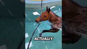 His First Race Left Him in Pain||What His Owner Did Next Shocked Everyone🐎💦#shorts