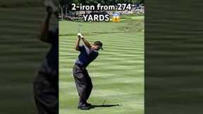 Just Tiger Woods things 🐅