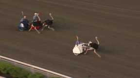 June 18, 2016 - Ostrich Derby