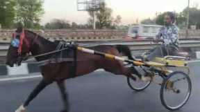 Churu horse race 🐴 23/04/2026 21km. Ki race jaipur me up down  mithun ustaad sujangarh winner 🏆