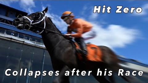 Hit Zero- The horse who collapsed and died after first race on Black- Eyed Susan Day Laurel Park 