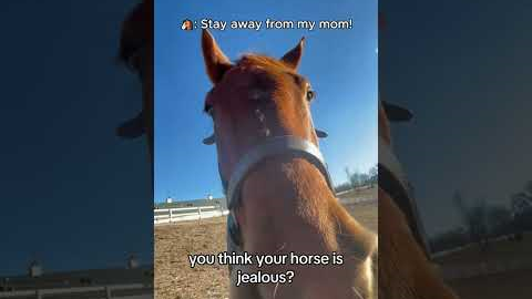 Ultimate Funny Horse Fails Compilation#FunnyHorses #GoofyHorses #HorseFails #AnimalCompilation