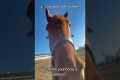 Ultimate Funny Horse Fails